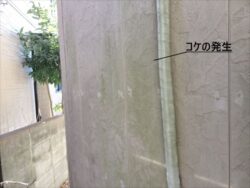 さいたま市浦和区にて外壁の汚れ、コケ