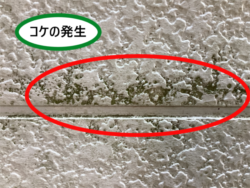 さいたま市浦和区にて外壁コケ