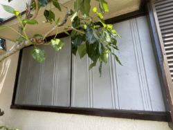 さいたま市見沼区　外壁塗装　現調 雨戸