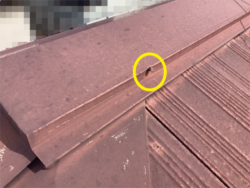 さいたま市見沼区にて釘浮き