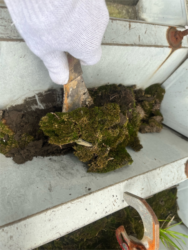 さいたま市にてコケ除去